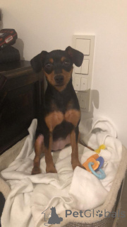 Photo №2 de l'annonce № 134864 de la vente pinscher nain - acheter à Luxembourg 