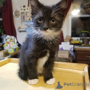 Photo №4. Je vais vendre maine coon en ville de Hannover. annonce privée, de la fourrière, de l'abri, éleveur - prix - 500€