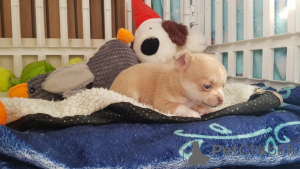 Photo №2 de l'annonce № 143480 de la vente chien bâtard - acheter à L'Autriche éleveur