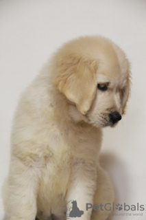 Photo №4. Je vais vendre golden retriever en ville de Khmelnitsky. de la fourrière, éleveur - prix - négocié