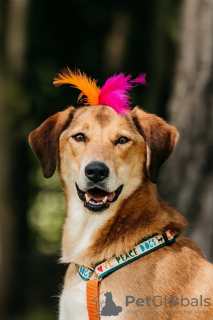 Photo №1. chien bâtard - à vendre en ville de Москва | Gratuit | Annonce №106926