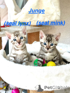 Photo №2 de l'annonce № 146423 de la vente  - acheter à Allemagne éleveur