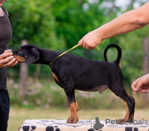 Photos supplémentaires: Chiots Dobermann