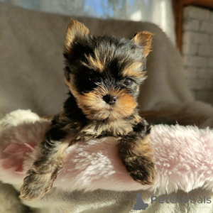 Photo №1. yorkshire terrier - à vendre en ville de Biefeld | 300€ | Annonce №148568