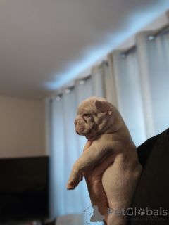 Photo №4. Je vais vendre bouledogue en ville de Californie. annonce privée - prix - 828€