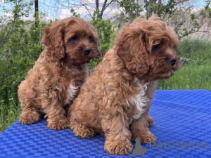 Photo №4. Je vais vendre kavapoun en ville de Kiev. annonce privée, de la fourrière, éleveur - prix - 550€