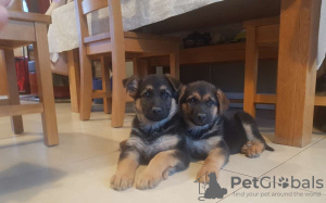 Photo №3. Chiots berger allemand enregistrés. Allemagne