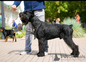 Photo №1. schnauzer géant - à vendre en ville de Minsk | 9€ | Annonce №105554