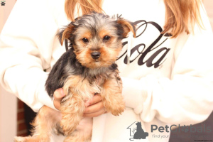 Photo №3. Chiots Yorkshire Terrier à vendre. Allemagne