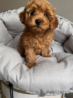Photo №4. Je vais vendre caniche (jouet) en ville de Arpela. annonce privée - prix - 500€
