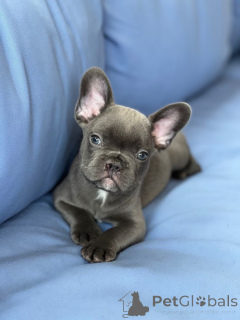 Photo №2 de l'annonce № 157877 de la vente bouledogue - acheter à Allemagne de l'abri, éleveur