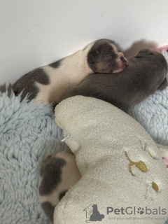 Photo №3. Chiots bouledogue français kc engistrés bleu & faon et bleu et blanc. Allemagne