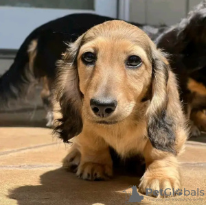 Photo №3. Teckels formés aux toilettes. Estonie