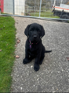 Photo №2 de l'annonce № 171690 de la vente labrador retriever - acheter à Suisse annonce privée