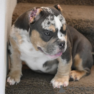 Photo №1. american bully - à vendre en ville de Aacheur | 999€ | Annonce №147470