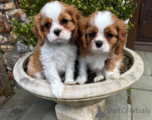 Photo №3. Chiots Cavalier King Charles Spaniel à vendre. France