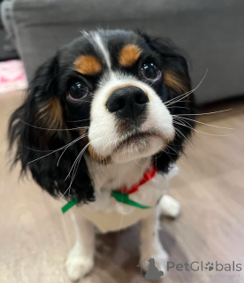 Photo №2 de l'annonce № 155457 de la vente cavalier king charles spaniel - acheter à Italie annonce privée