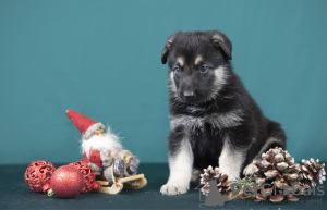 Photo №2 de l'annonce № 128581 de la vente berger de l'est de l'europe - acheter à La Lettonie annonce privée, éleveur