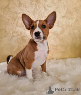 Photo №1. basenji - à vendre en ville de Vladičin Han | négocié | Annonce №165376