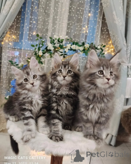 Photo №1. maine coon - à vendre en ville de Berlin | négocié | Annonce № 163221