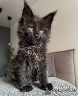 Photo №1. maine coon - à vendre en ville de Altdorf | négocié | Annonce № 161298