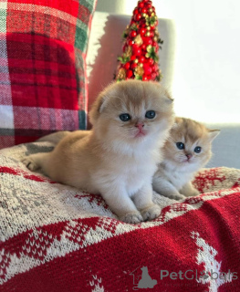 Photo №3. Rencontrez mes adorables chatons ! Ils sont joueurs, curieux et pleins d'amour.. La Grande-Bretagne