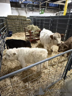 Photo №3. Мини-горный сот. Fédération de Russie