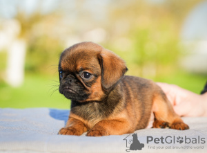 Photos supplémentaires: Chiots Petit Brabançon