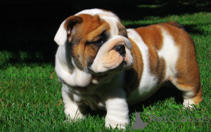 Photo №4. Je vais vendre bulldog anglais en ville de Amsterdam. éleveur - prix - 700€