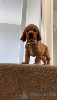 Photo №2 de l'annonce № 166700 de la vente cocker spaniel anglais - acheter à La finlande annonce privée