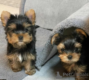 Photo №1. biewer yorkshire terrier - à vendre en ville de Stockholm | 380€ | Annonce №125799