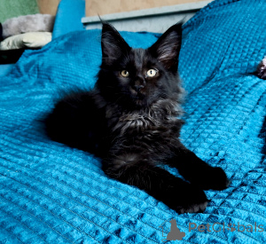 Photo №3. Magnifique garçon Maine Coon noir. Fédération de Russie