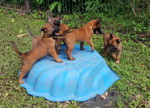 Photo №1. berger belge - à vendre en ville de Luxembourg | négocié | Annonce №166997