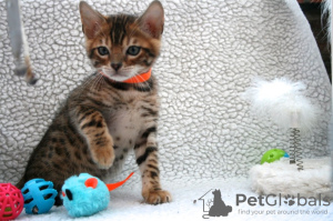 Photos supplémentaires: Chatons intelligents Bengal Cats disponibles à la vente maintenant