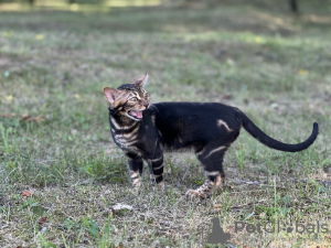 Photos supplémentaires: Garçon Savannah F2