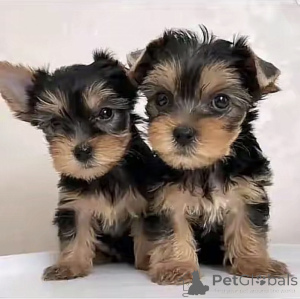 Photo №1. biewer yorkshire terrier - à vendre en ville de Washington | 969€ | Annonce №169101