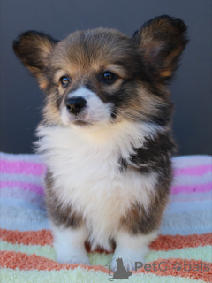 Photo №3. Chiots Corgi conviviaux, intelligents et prêts pour la famille. Allemagne