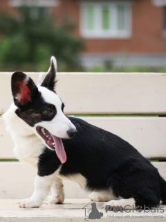 Photos supplémentaires: Cardigan habillé en corgi gallois