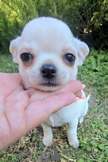 Photo №3. Chihuahuas mini et micro. Serbie