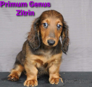 Photo №4. Je vais vendre  en ville de Москва. de la fourrière - prix - négocié