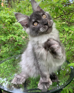 Photo №2 de l'annonce № 156245 de la vente maine coon - acheter à Luxembourg annonce privée