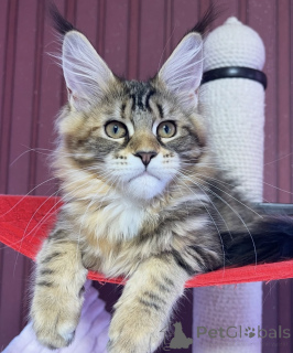 Photo №1. maine coon - à vendre en ville de Bellaire | 533€ | Annonce № 161774