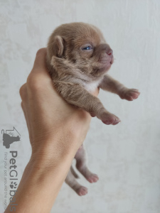 Photo №4. Je vais vendre  en ville de Orenburg. annonce privée - prix - 739€