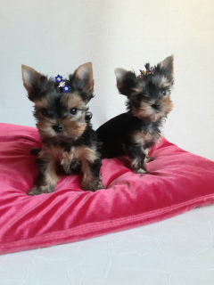 Photo №1. yorkshire terrier - à vendre en ville de  | 449&euro; | Annonce №4412
