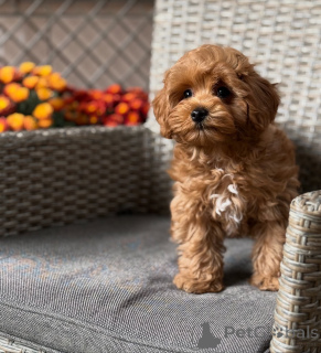 Photo №1. maltipu - à vendre en ville de Alsdorf | 550€ | Annonce №157764