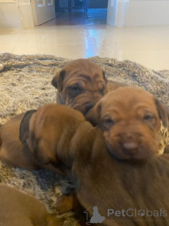 Photo №3. Le Shar Pei mâle et femelle a besoin d'être relogé. Grèce