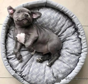 Photo №1. american pit bull terrier - à vendre en ville de Berlin | négocié | Annonce №166419