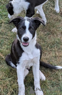 Photo №1. border collie - à vendre en ville de Puurs-Sint-Amands | 580€ | Annonce №176312
