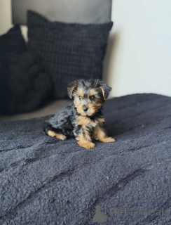 Photo №1. biewer yorkshire terrier - à vendre en ville de Arizona City | 775€ | Annonce №176121