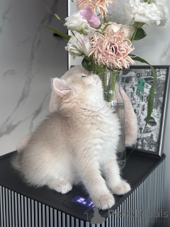 Photo №3. Beaux chatons British Shorthair crème à la recherche d'un foyer pour toujours. Allemagne